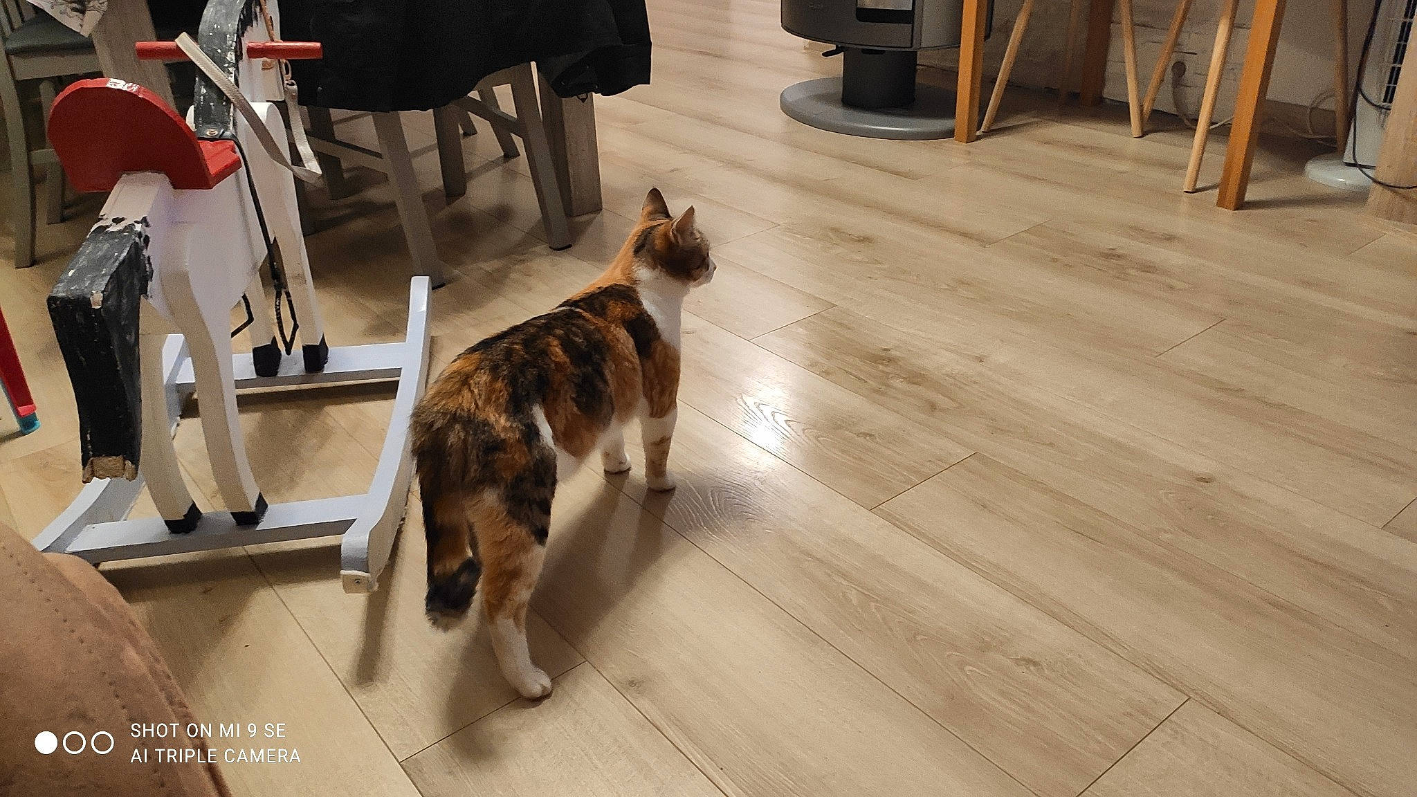 Boubouille a rejoint le concours — aidez-le/la à gagner de superbes lots ! carnivore, cat, chair, dog_breed, fawn, felidae, floor, flooring, fur, hardwood, laminate_flooring, plank, room, small_to_medium_sized_cats, tail, varnish, whiskers, wood, wood_flooring, wood_stain