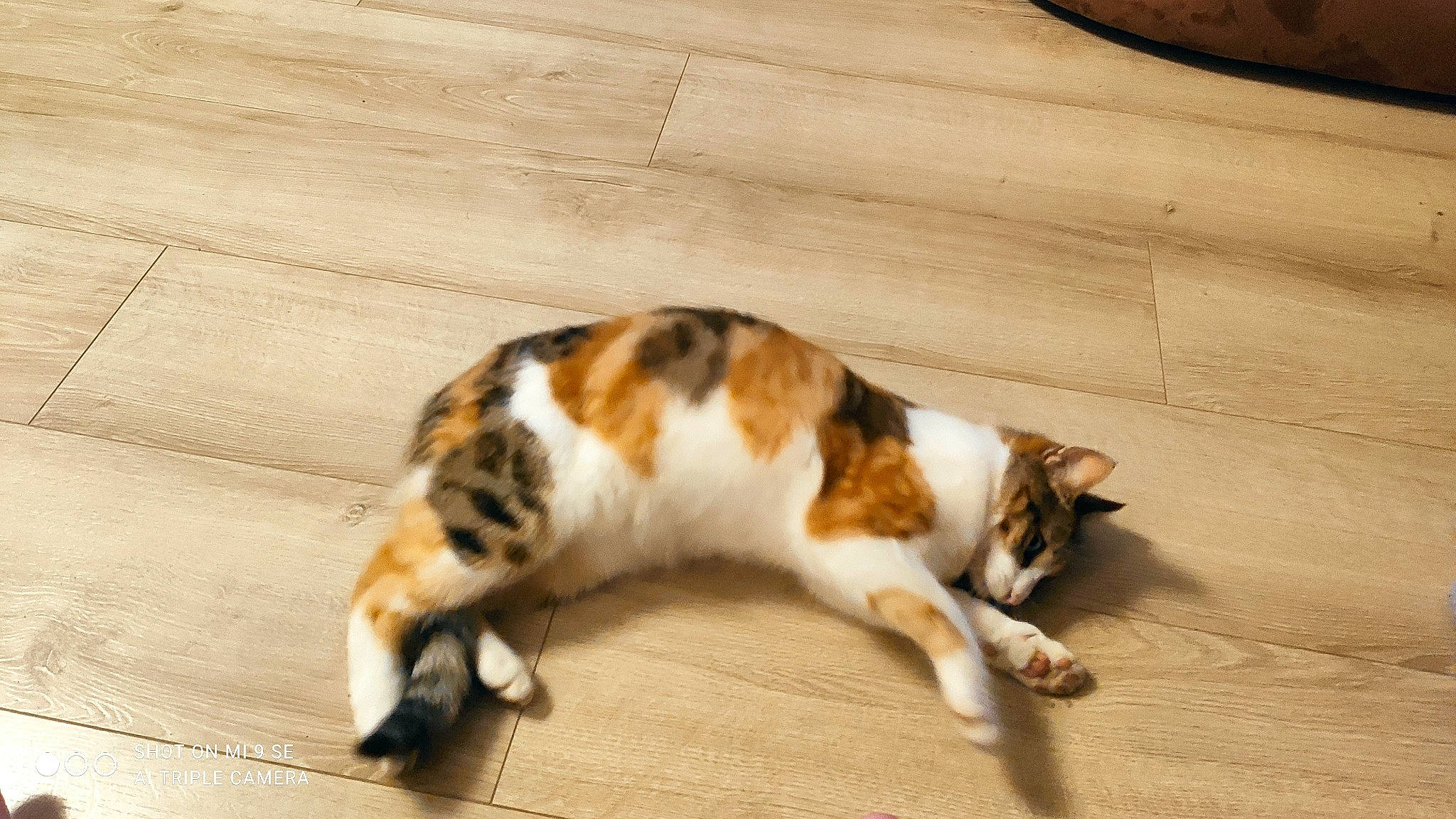 Boubouille a rejoint le concours — aidez-le/la à gagner de superbes lots ! carnivore, cat, claw, companion_dog, dog_breed, domestic_short_haired_cat, felidae, flooring, fur, hardwood, paw, small_to_medium_sized_cats, snout, tail, terrestrial_animal, varnish, whiskers, wood, wood_flooring, wood_stain