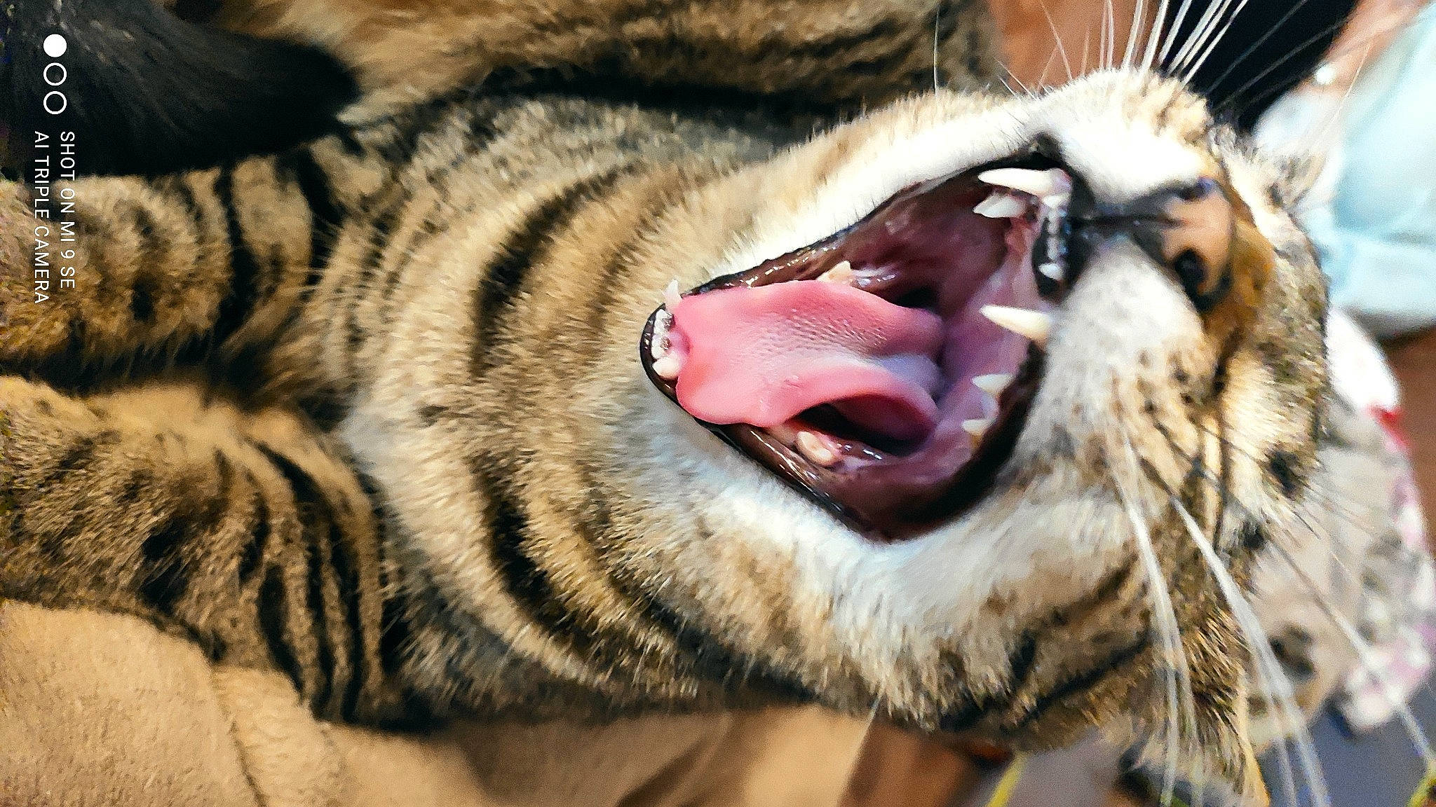 Sina participe au concours pour gagner de l'argent avec cette photo : bengal_tiger, big_cats, carnivore, close_up, eye, fang, felidae, fur, human_body, jaw, roar, shout, siberian_tiger, small_to_medium_sized_cats, snout, terrestrial_animal, tiger, whiskers, wildlife, yawn