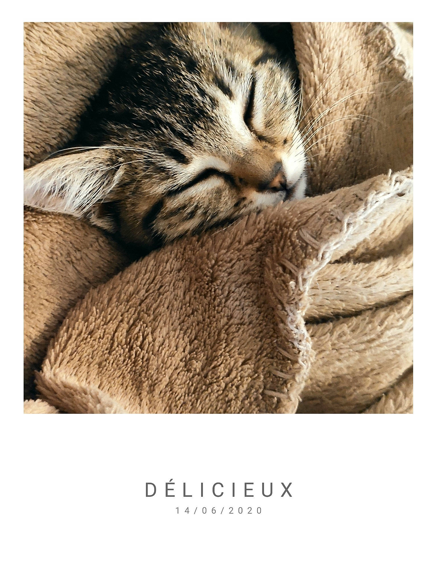 Sina participe au concours pour gagner de l'argent avec cette photo : adaptation, carnivore, cat, comfort, domestic_short_haired_cat, fawn, felidae, font, fur, organism, paw, photo_caption, plant, rectangle, small_to_medium_sized_cats, snout, tail, terrestrial_animal, whiskers, wood