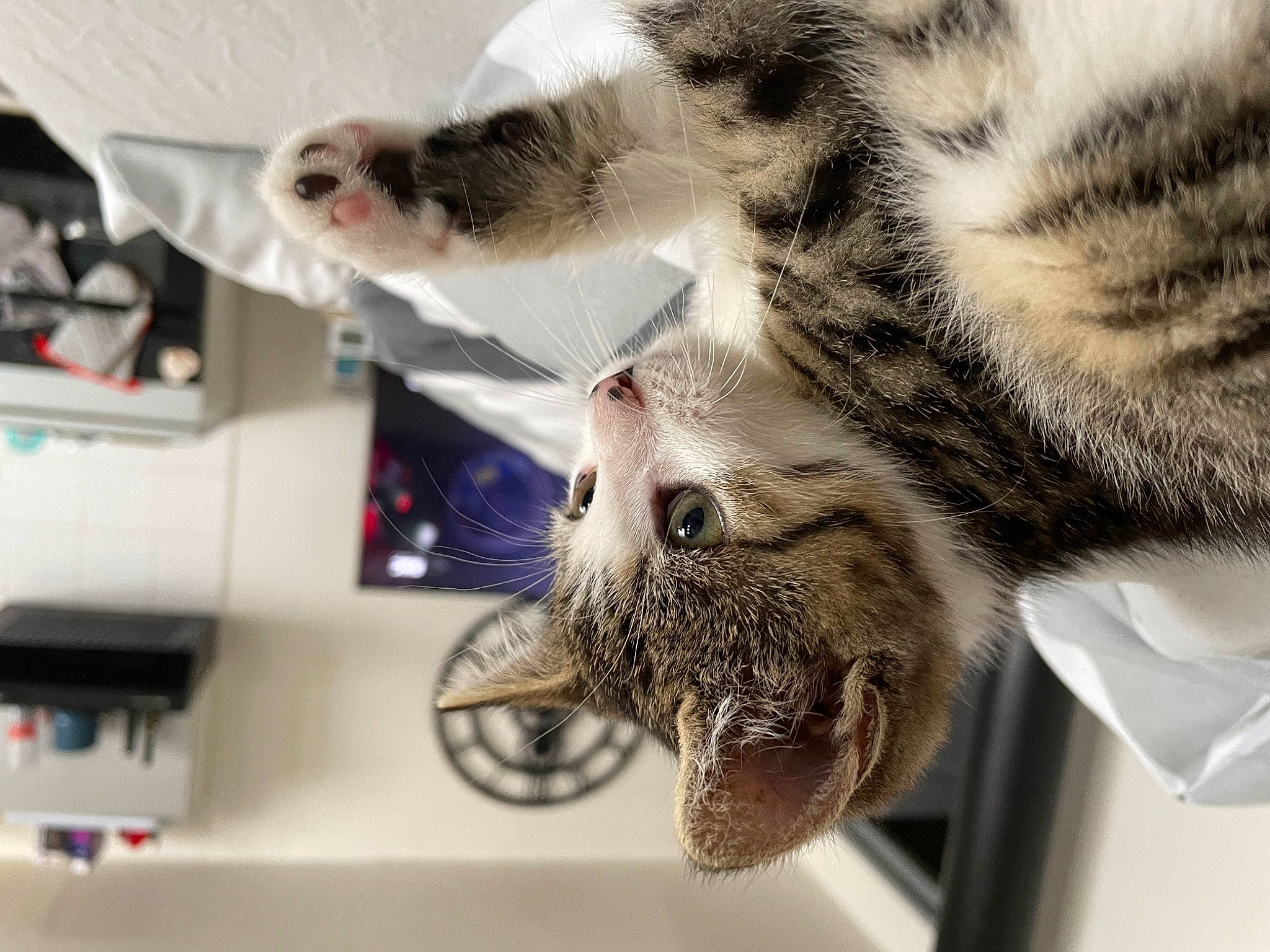 Umy participe au concours pour gagner de l'argent avec cette photo : big_cats, carnivore, cat, claw, domestic_short_haired_cat, felidae, fur, paw, small_to_medium_sized_cats, snout, terrestrial_animal, tire, whiskers, wildlife