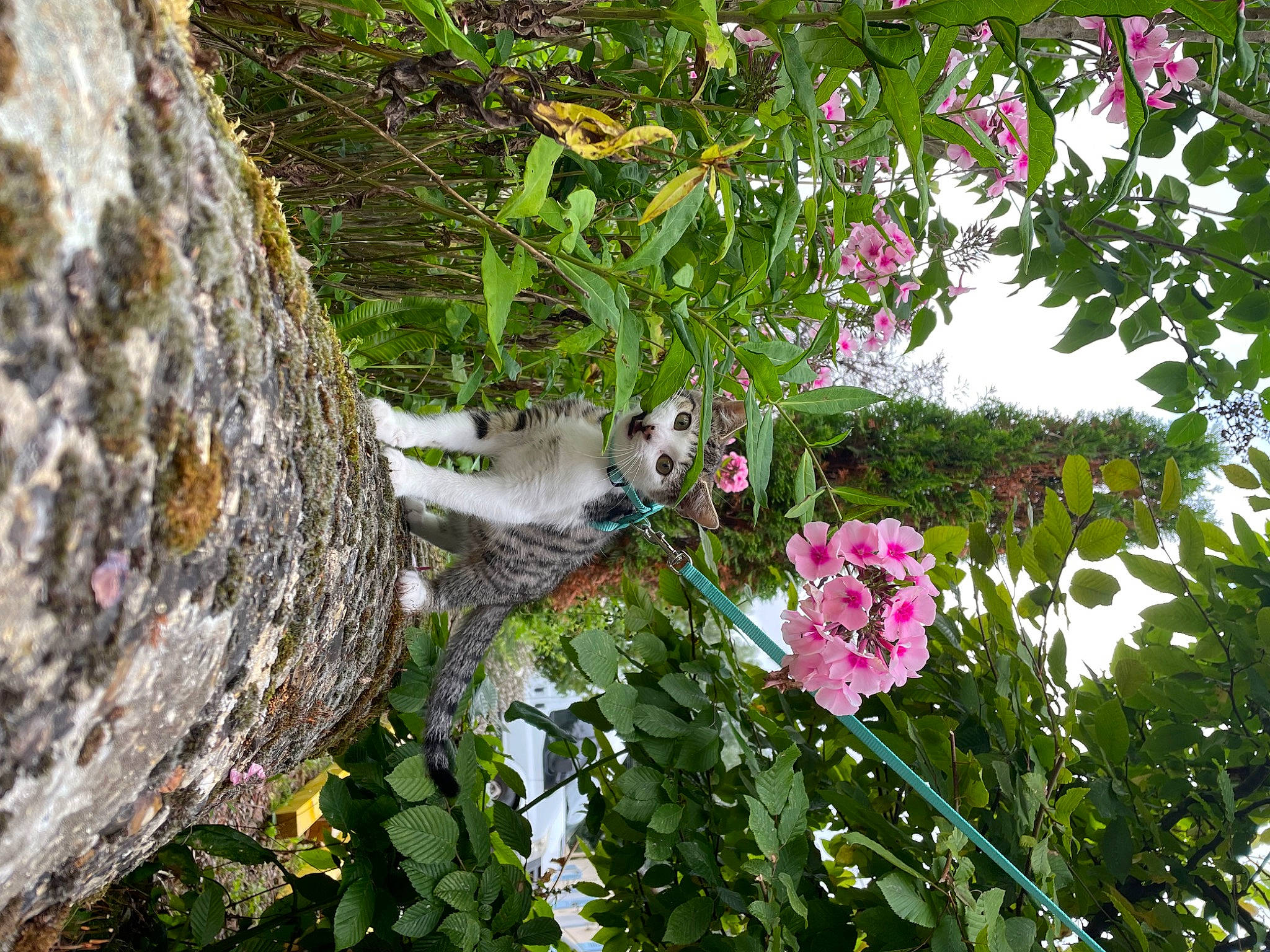 Umy a rejoint le concours — aidez-le/la à gagner de superbes lots ! annual_plant, botany, branch, digitalis, flower, flowering_plant, garden, grass, petal, plant, shrub, terrestrial_plant, toy, tree, trunk, twig, vegetation, window, wood, woody_plant