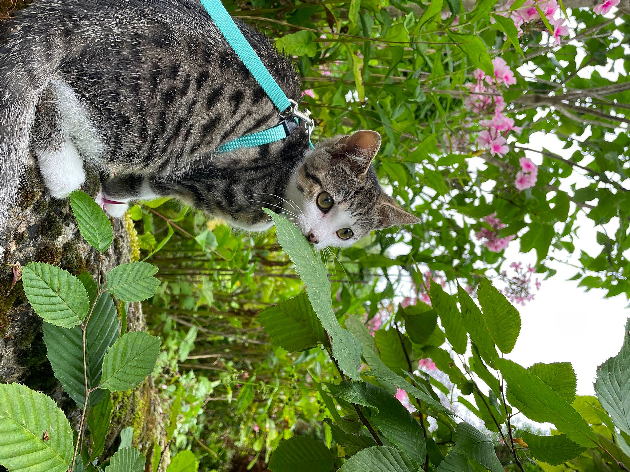 Umy a rejoint le concours — aidez-le/la à gagner de superbes lots ! botany, carnivore, cat, domestic_short_haired_cat, felidae, flower, grass, groundcover, herb, leaf, plant, small_to_medium_sized_cats, snout, tail, terrestrial_animal, terrestrial_plant, tree, vegetation, whiskers, wildlife
