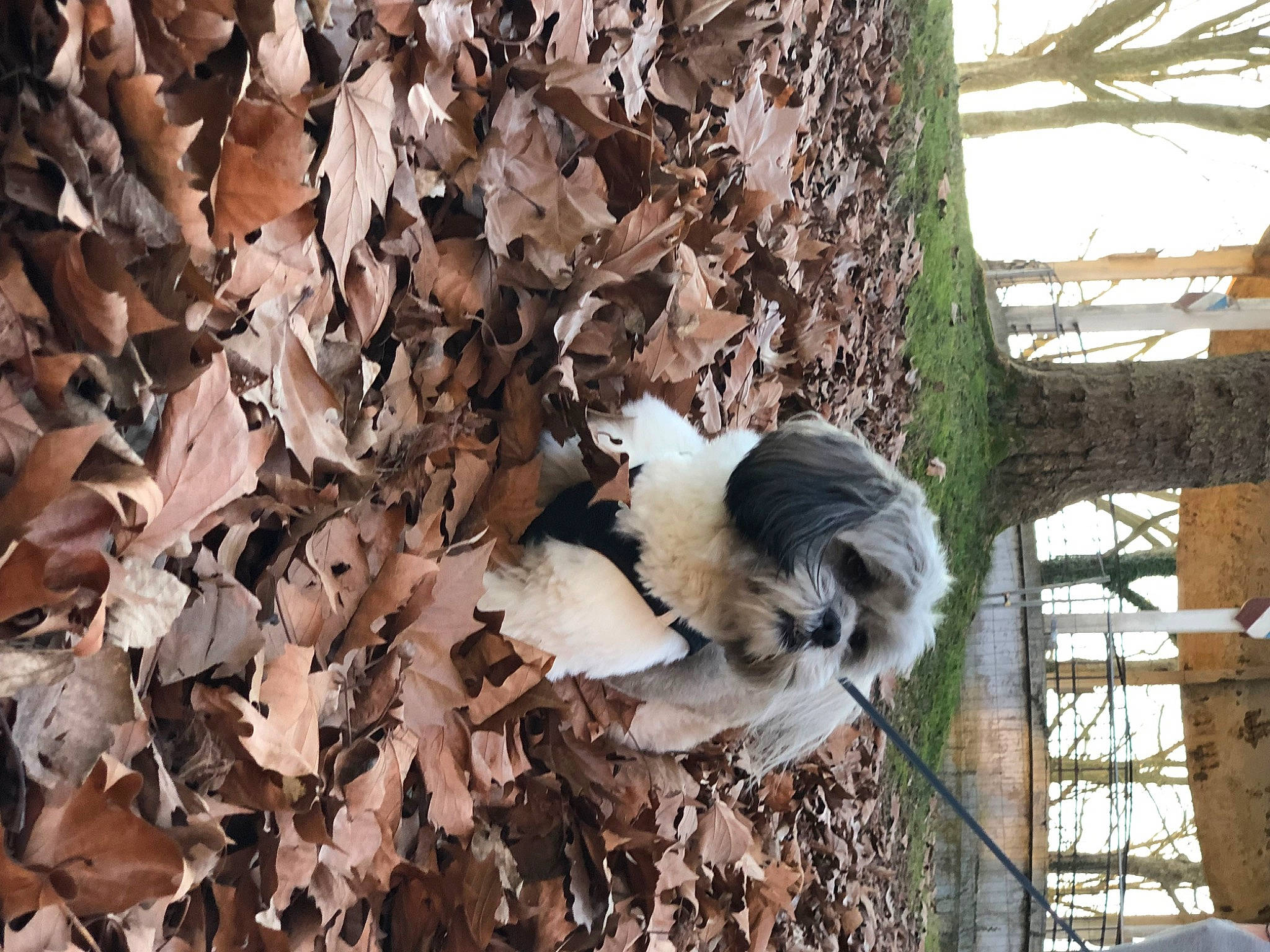 Poupy a rejoint le concours — aidez-le/la à gagner de superbes lots ! branch, canidae, deciduous, dog_breed, fawn, fence, fur, grass, natural_material, plant, soil, sporting_group, tints_and_shades, tree, trunk, twig, wildlife, winter, wood, woody_plant