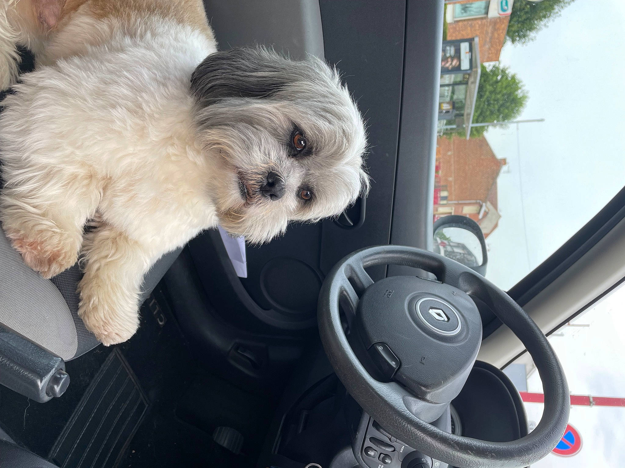 Poupy participe au concours pour gagner de l'argent avec cette photo : automotive_exterior, automotive_lighting, automotive_tire, car, carnivore, companion_dog, dog, dog_breed, fur, gauge, personal_luxury_car, small_terrier, speedometer, sporting_group, steering_wheel, terrier, toy_dog, vehicle, vehicle_door, windshield