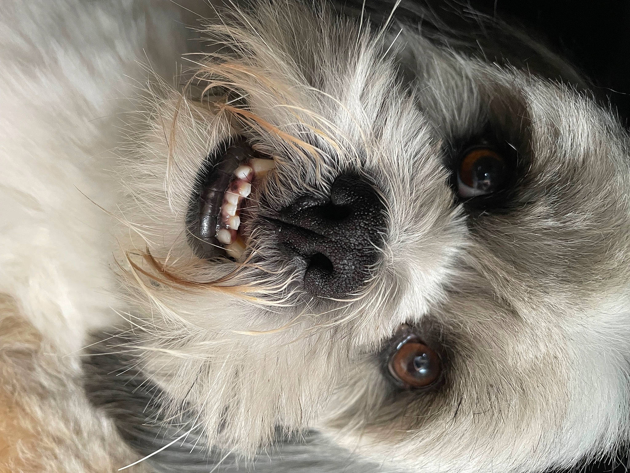 Poupy participe au concours pour gagner de l'argent avec cette photo : canidae, carnivore, close_up, companion_dog, dog, dog_breed, ear, eyelash, fawn, fur, liver, non_sporting_group, paw, puppy_love, snout, sporting_group, terrestrial_animal, toy_dog, whiskers, working_animal