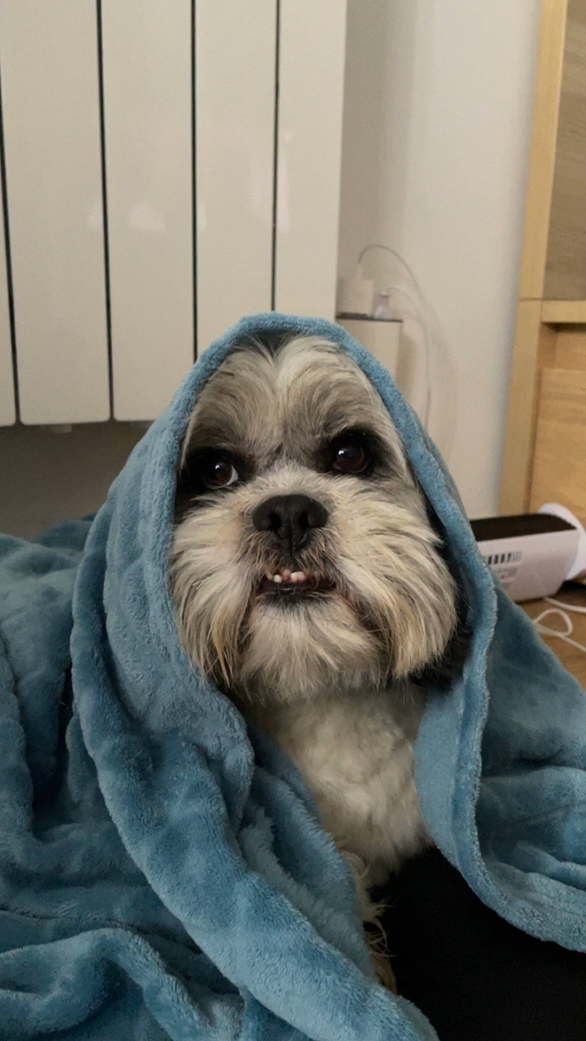 Poupy participe au concours pour gagner de l'argent avec cette photo : canidae, carnivore, chair, comfort, companion_dog, dog, dog_breed, fawn, fur, grey, liver, natural_material, shih_poo, shih_tzu, snout, sporting_group, terrestrial_animal, terrier, toy_dog, working_animal