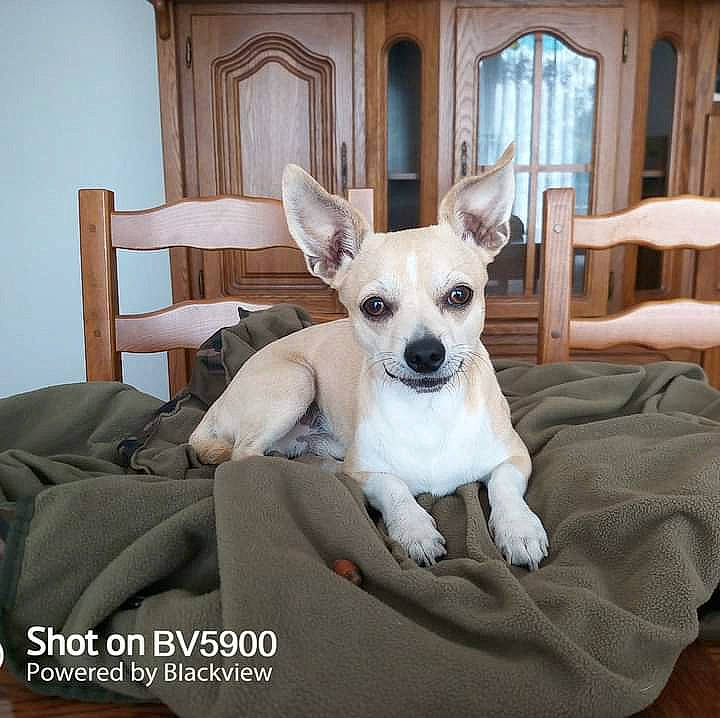 Pako a rejoint le concours — aidez-le/la à gagner de superbes lots ! canidae, carnivore, chair, comfort, companion_dog, couch, dog, dog_breed, dog_supply, ear, fawn, fur, furniture, snout, sporting_group, toy_dog, whiskers, window, wood, working_animal