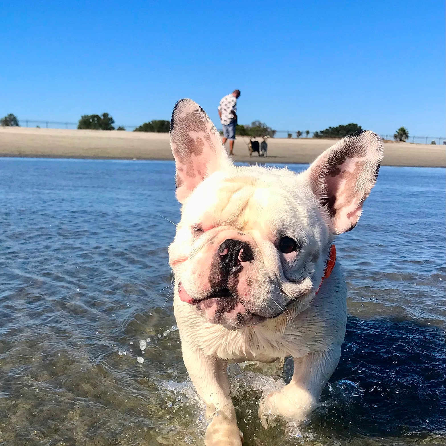 Kilo is registered to the contest to win money with this photo: animal, beach, boxer, bulldog, canine, coast, dog, face, frenchbulldog, nature, outdoors, person, pet, pitbull, puppy, sea, shoreline, soil, summer, water