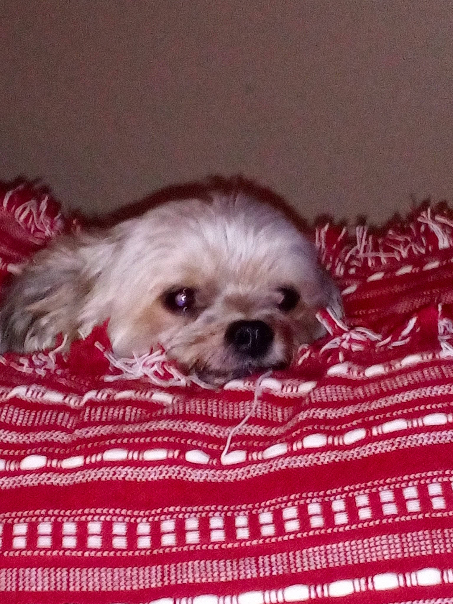 Benji joined the competition — help win amazing prizes! canidae, carnivore, chinese_imperial_dog, companion_dog, dog, dog_breed, fur, lhasa_apso, maltepoo, mammal, morkie, non_sporting_group, pekapoo, puppy, rare_breed_dog, shih_tzu, snout, sporting_group, toy_dog, vertebrate