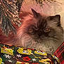 cat, fluffy_cat, long_hair, persian_like, under_tree, pine_branches, christmas_tree, wrapping_paper, spongebob_pattern, gift_wrap, holiday, indoor, pet, whiskers, close_up, brown_fur, sleepy, cozy, portrait, cute