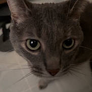 Magic Daffy Daisy joined the competition — help win amazing prizes! cat, feline, close_up, whiskers, ears, green_eyes, gray_cat, domestic_cat, pet, indoor, floor_tiles, nose, portrait, curious, fur, soft_focus, portrait_orientation, large_eyes, animal_face, staring