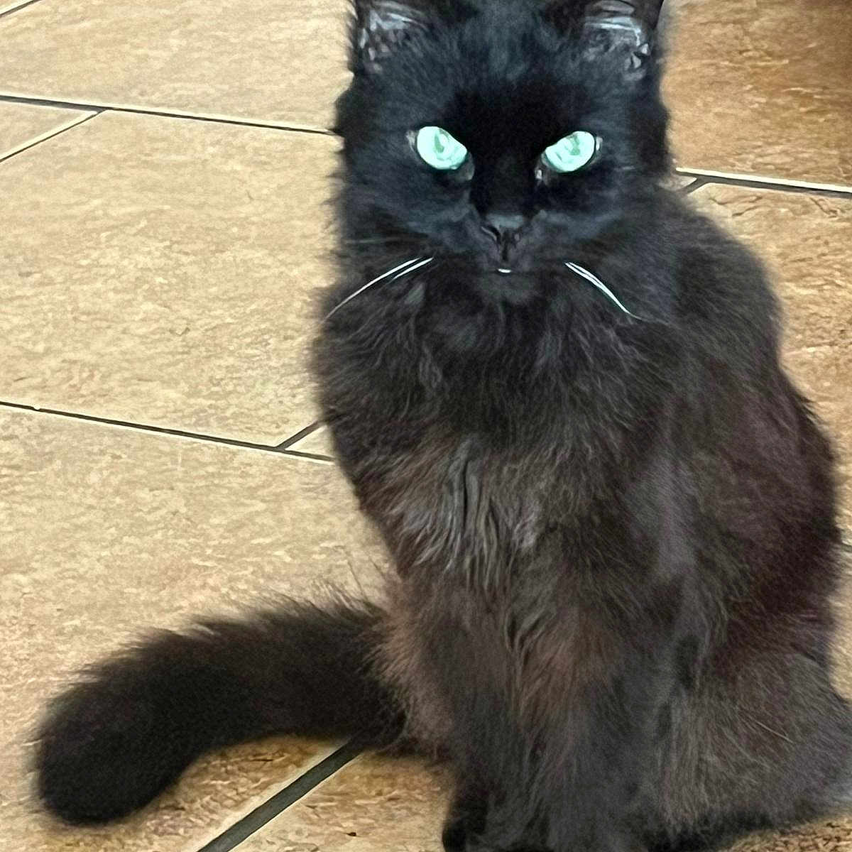 Keisha joined the competition — help win amazing prizes! angora, animal, blackcat, cat, egyptiancat, kitten, manx, pet, slate