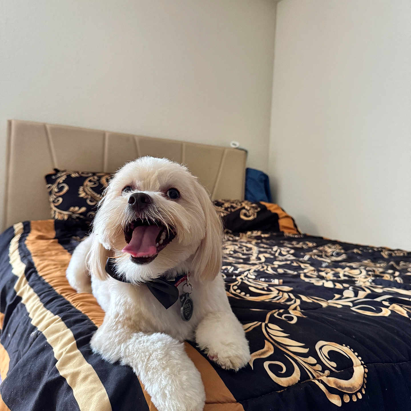 Percy joined the competition — help win amazing prizes! animal, bed, bedding, black, blank_wall, bow_tie, closeup, collar, cute, dog, fur, gold, happy, headboard, indoor, panting, pet, tag, tongue, white