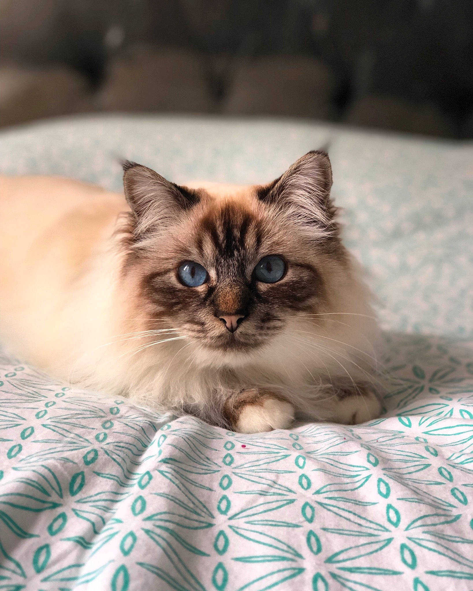 Negan participe au concours pour gagner de l'argent avec cette photo : beige, birman, british_semi_longhair, carnivore, cat, fawn, felidae, fur, iris, kitten, linens, mammal, ojos_azules, ragdoll, small_to_medium_sized_cats, snout, vertebrate, whiskers