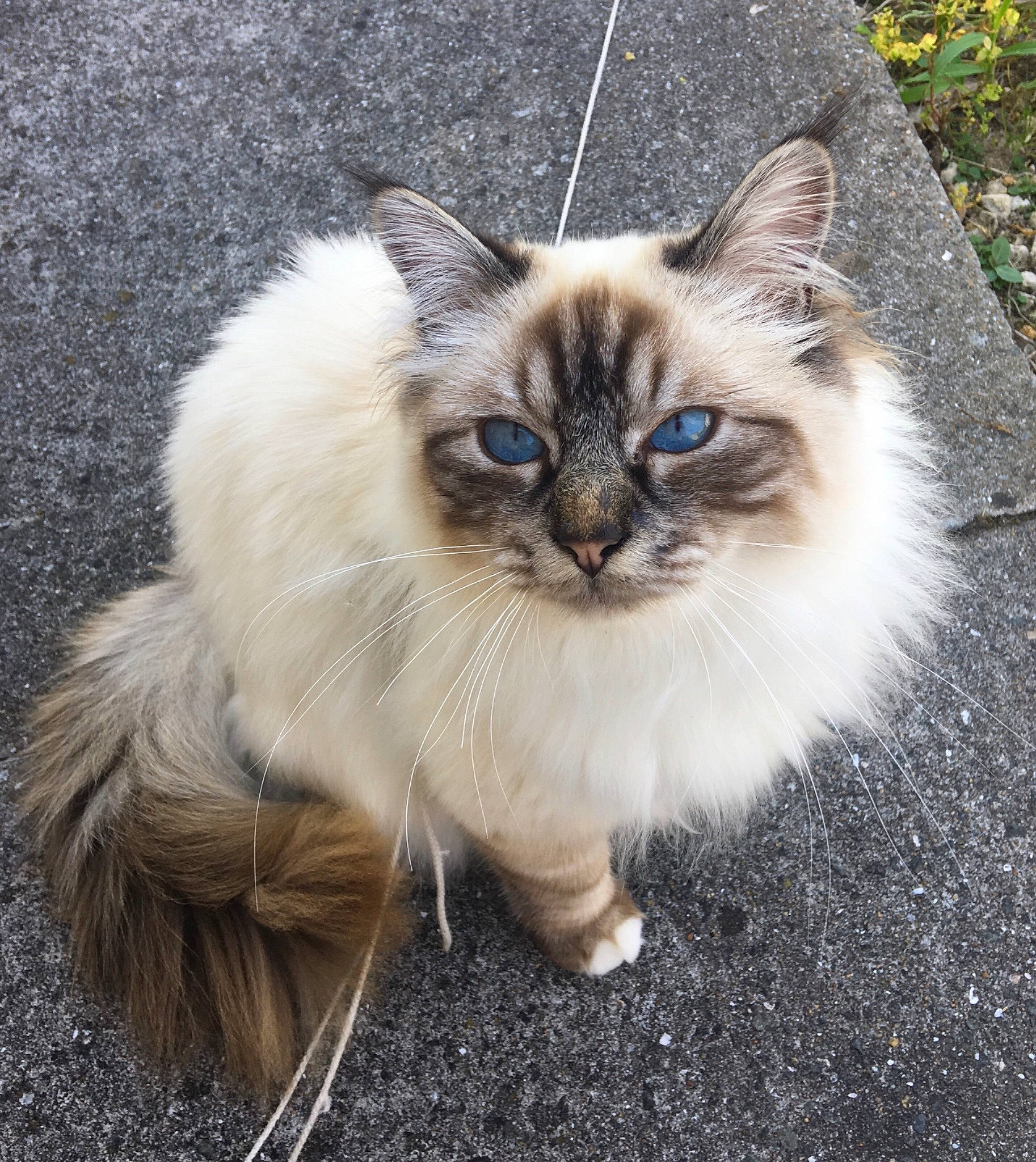 Negan a rejoint le concours — aidez-le/la à gagner de superbes lots ! asian_semi_longhair, birman, british_longhair, british_semi_longhair, carnivore, cat, domestic_long_haired_cat, fawn, felidae, fur, iris, natural_material, ojos_azules, persian, ragamuffin, ragdoll, small_to_medium_sized_cats, snout, whiskers