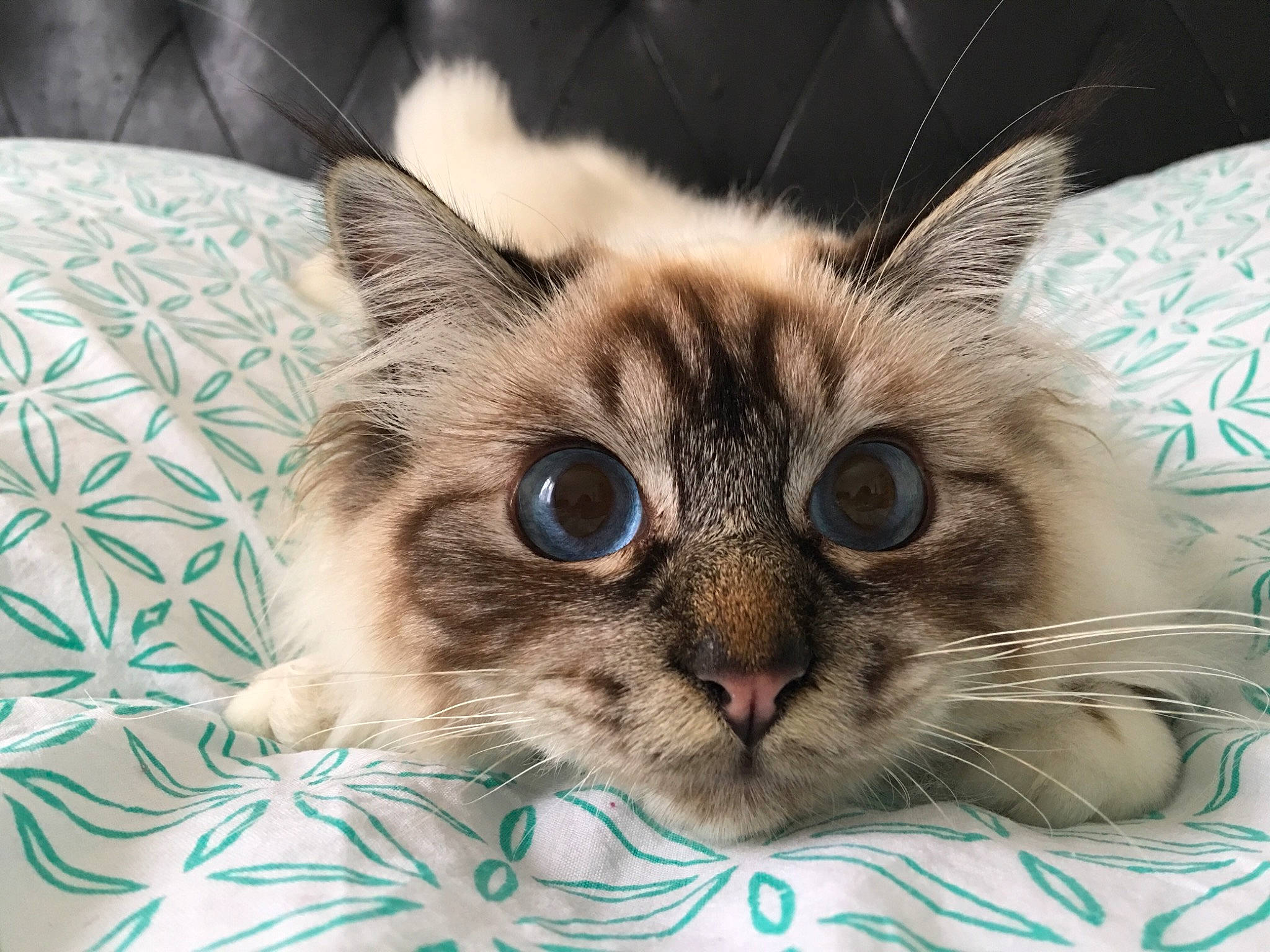 Negan a rejoint le concours — aidez-le/la à gagner de superbes lots ! carnivore, cat, curious, domestic_short_haired_cat, felidae, fur, iris, kitten, linens, small_to_medium_sized_cats, snout, vertebrate, whiskers