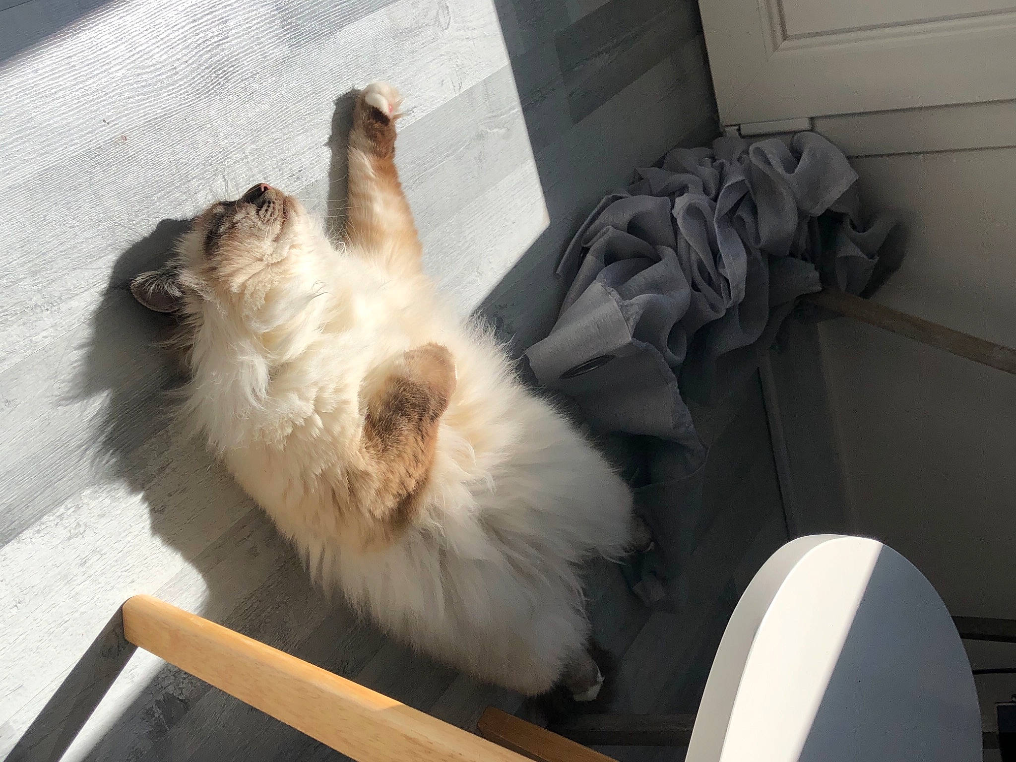 Negan a rejoint le concours — aidez-le/la à gagner de superbes lots ! canidae, carnivore, dog, dog_breed, fawn, fur, small_to_medium_sized_cats