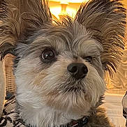 Ty is registered to the contest to win money with this photo: dog, close_up, fluffy_fur, large_ears, curious_expression, pet, animal, indoors, warm_lighting, cozy, portrait, muzzle, whiskers, fur_texture, collar, brown, white, black, cute, companion