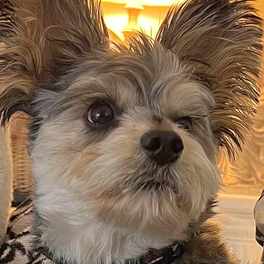 Ty is registered to the contest to win money with this photo: dog, close_up, fluffy_fur, large_ears, curious_expression, pet, animal, indoors, warm_lighting, cozy, portrait, muzzle, whiskers, fur_texture, collar, brown, white, black, cute, companion