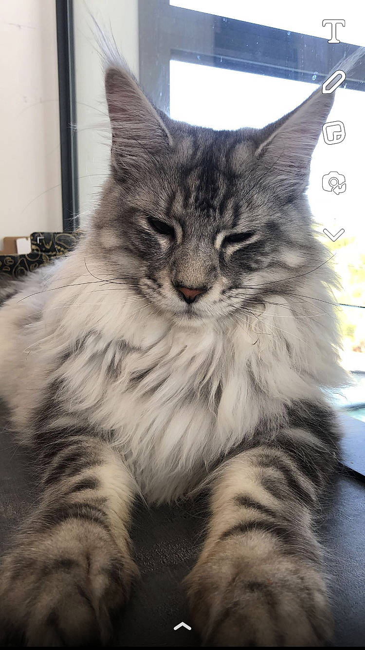Ziggy participe au concours pour gagner de l'argent avec cette photo : carnivore, cat, claw, domestic_short_haired_cat, felidae, fur, maine_coon, paw, plant, siberian, small_to_medium_sized_cats, snout, tail, terrestrial_animal, tree, whiskers