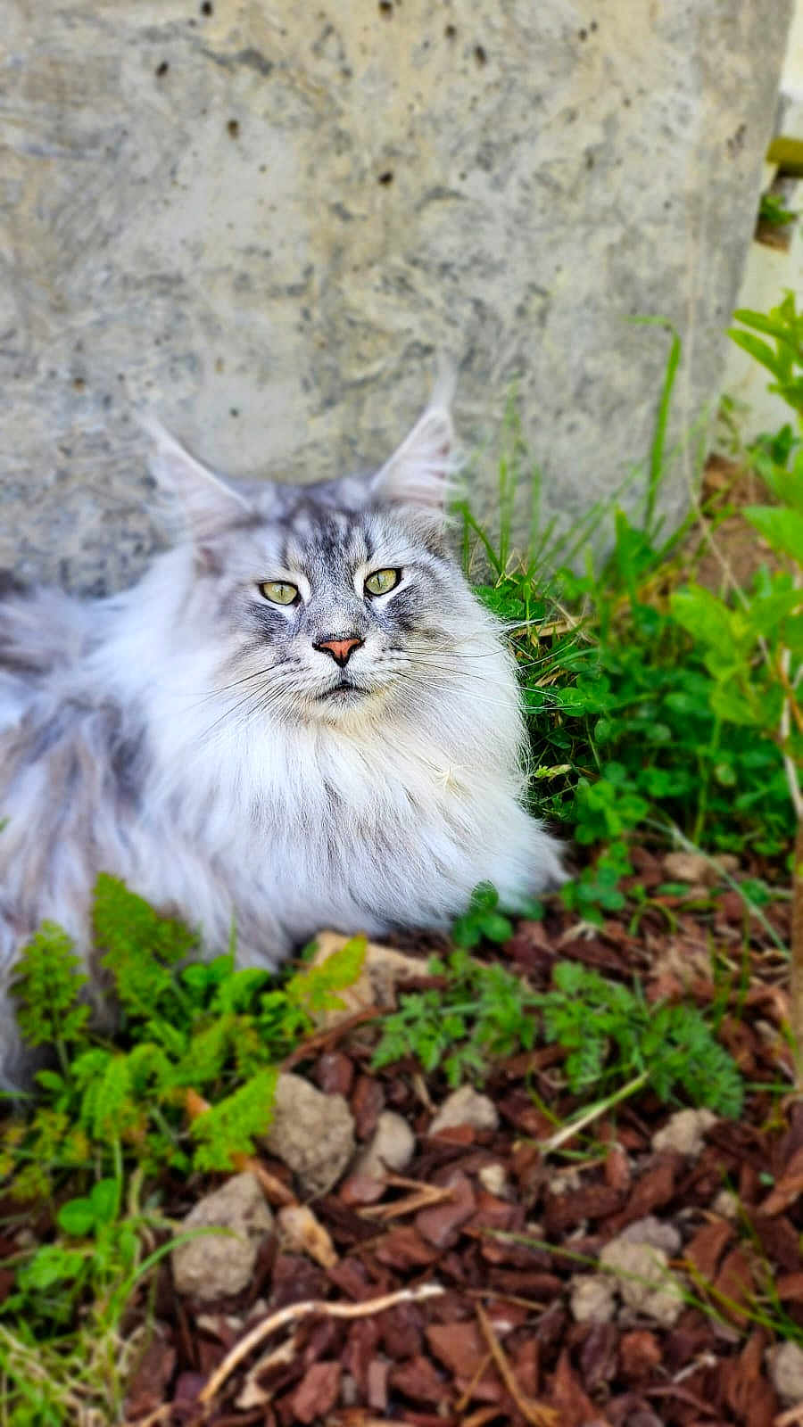 Ziggy