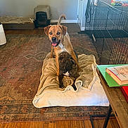 Khaleesi joined the competition — help win amazing prizes! animal, black_dog, blanket, book, brown_dog, carpet, cozy, crate, curious, dog, domestic, furniture, home, indoor, living_room, pet, playful, resting, table, wood_floor
