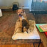 animal, black_dog, blanket, book, brown_dog, carpet, cozy, crate, curious, dog, domestic, furniture, home, indoor, living_room, pet, playful, resting, table, wood_floor
