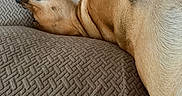 Khaleesi joined the competition — help win amazing prizes! animal, brown, canine, comfort, couch, cozy, dog, fur, furniture, head, household, indoor, lying_down, paw, pet, relaxed, resting, sleeping, snout, texture