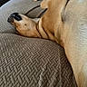 animal, brown, canine, comfort, couch, cozy, dog, fur, furniture, head, household, indoor, lying_down, paw, pet, relaxed, resting, sleeping, snout, texture