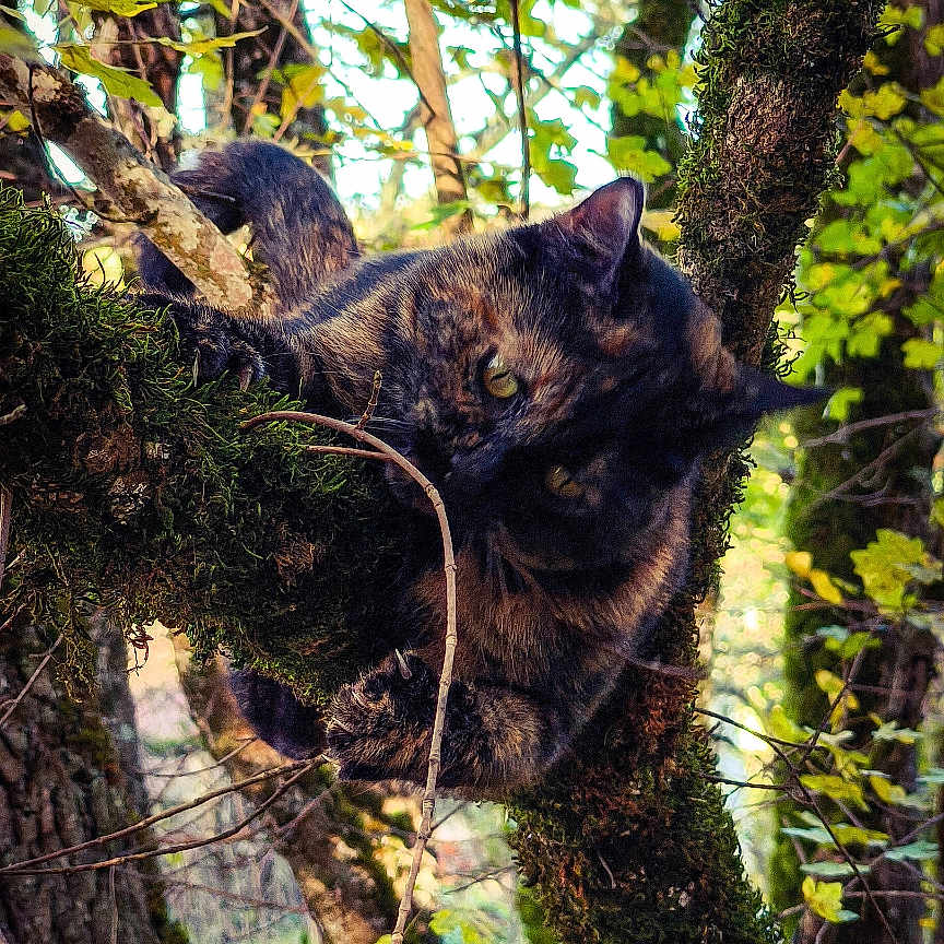 Frigga a rejoint le concours — aidez-le/la à gagner de superbes lots ! animal, cat, den, grove, indoors, ivy, jungle, kitten, land, leaf, manx, nature, outdoors, pet, plant, rainforest, tree, treetrunk, vegetation, woodland