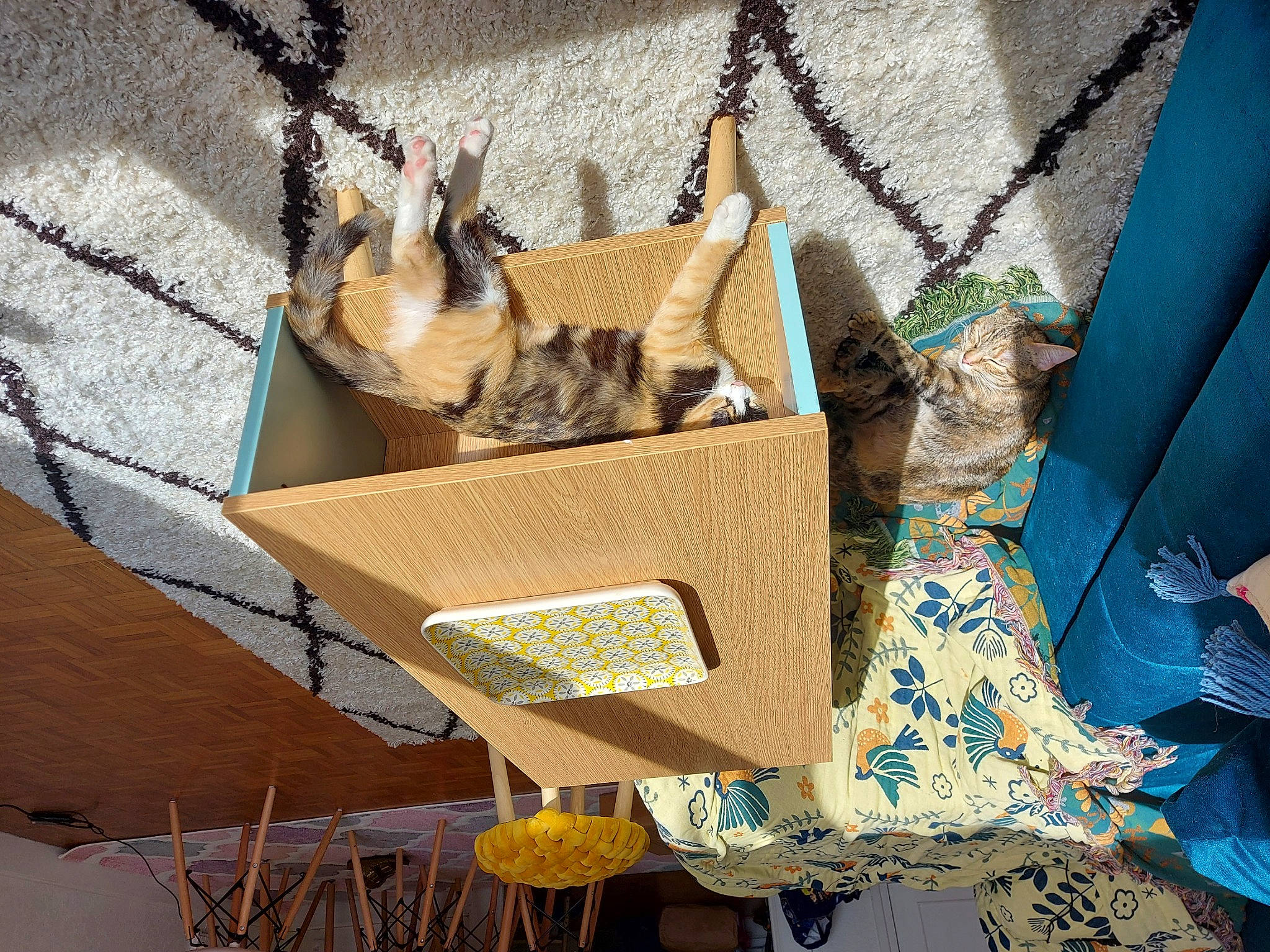 Sica participe au concours pour gagner de l'argent avec cette photo : animal_shelter, basket, bird_supply, blue, cage, carnivore, cat, domestic_short_haired_cat, fawn, felidae, fur, pattern, pet_supply, small_to_medium_sized_cats, tail, textile, twig, whiskers, wildlife, wood