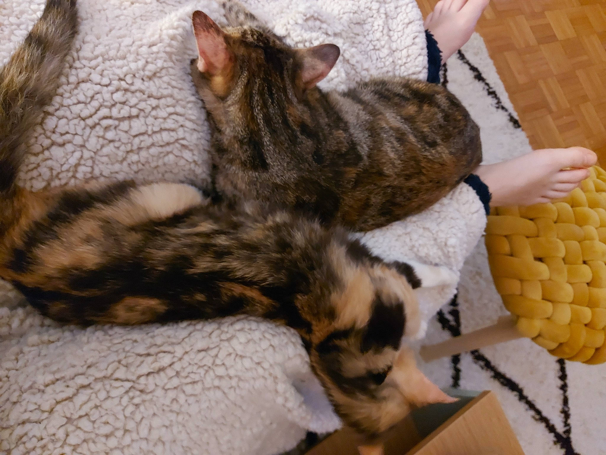 Sica participe au concours pour gagner de l'argent avec cette photo : bed, carnivore, cat, claw, comfort, domestic_short_haired_cat, fawn, felidae, fur, linens, nap, paw, sleep, small_to_medium_sized_cats, snout, tail, terrestrial_animal, whiskers