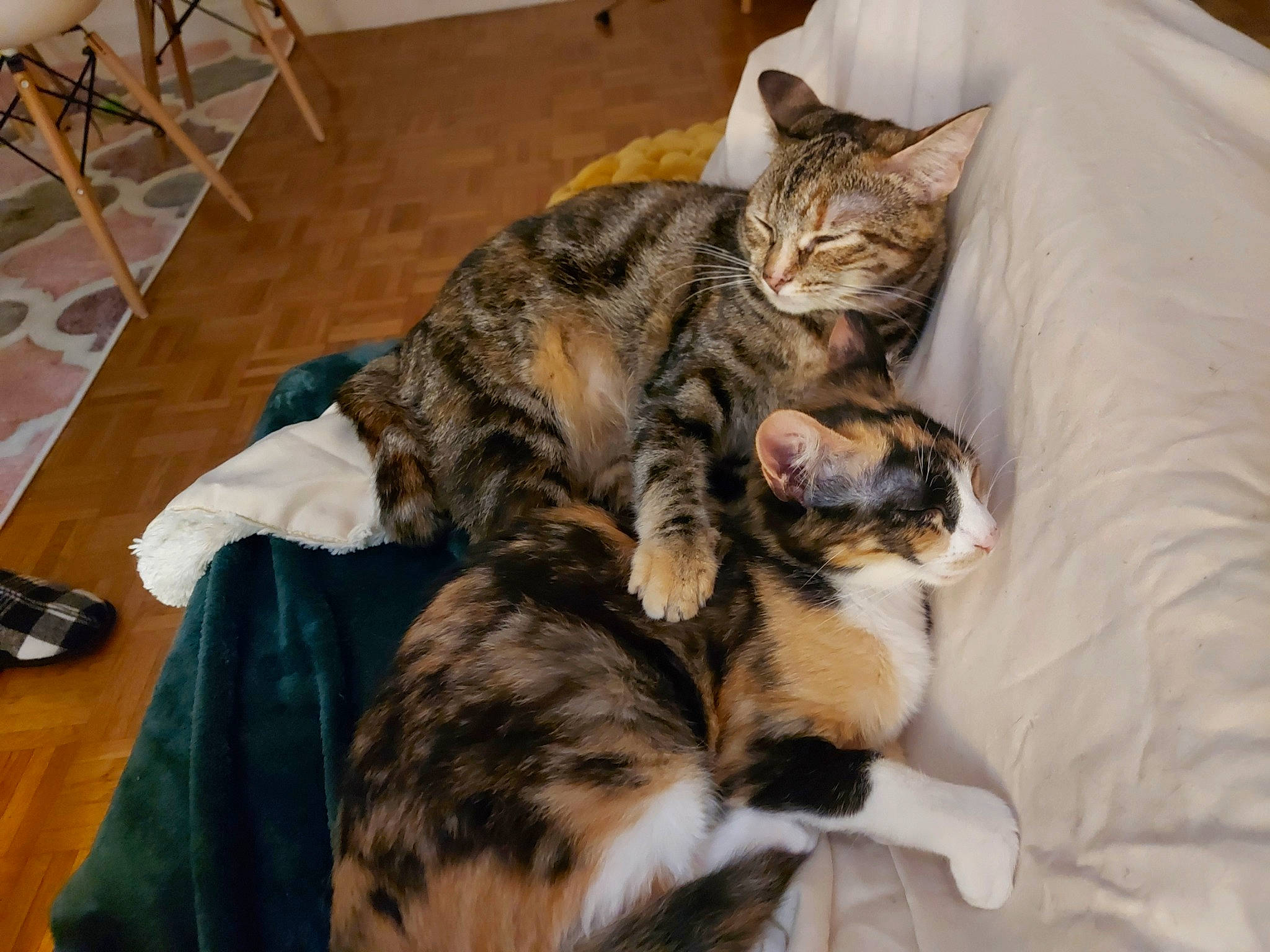 Sica participe au concours pour gagner de l'argent avec cette photo : bed, carnivore, cat, chair, comfort, domestic_short_haired_cat, felidae, flooring, fur, hardwood, luggage_and_bags, nap, paw, room, small_to_medium_sized_cats, snout, tail, whiskers, wood, wood_flooring