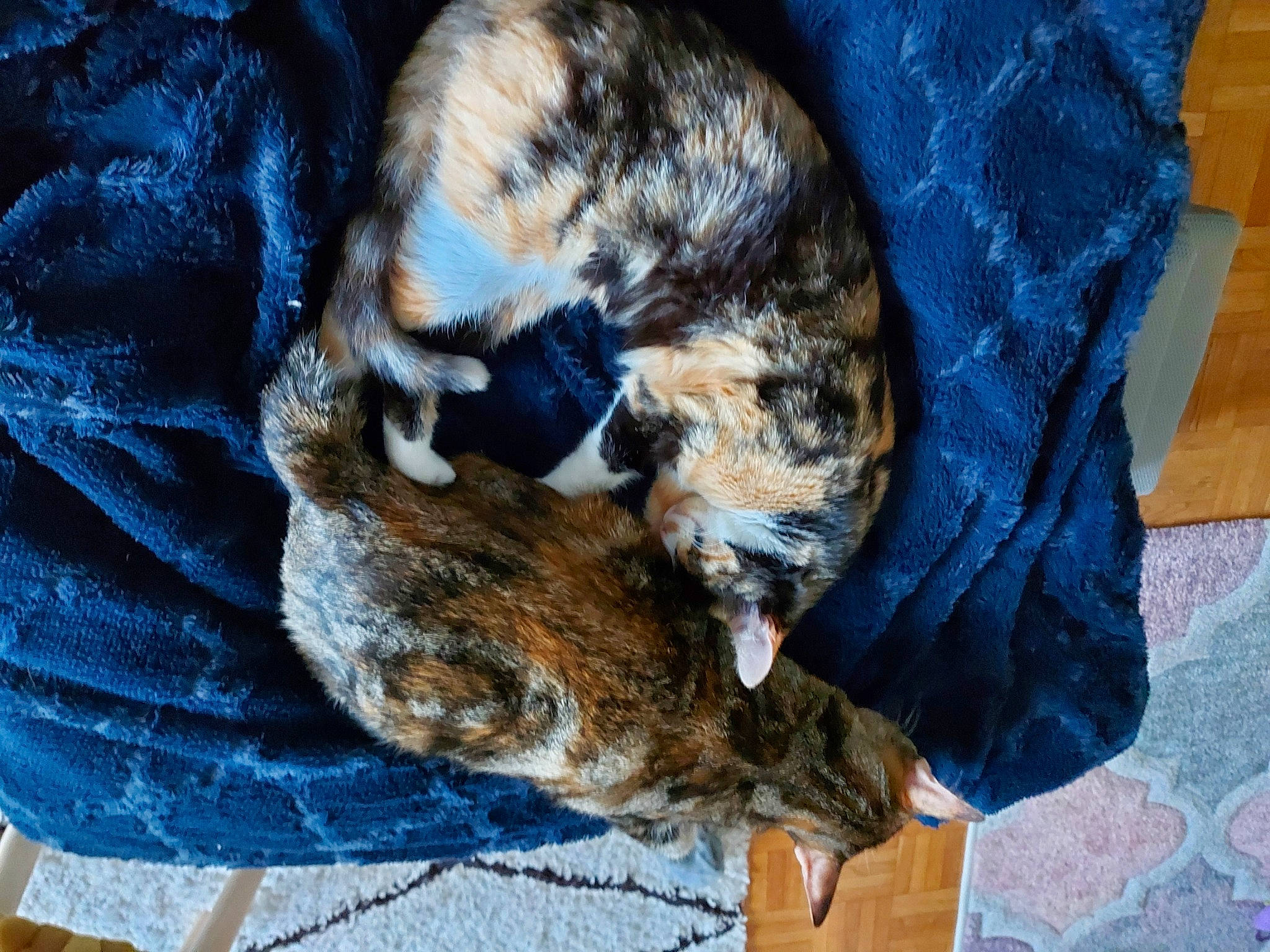 Molly participe au concours pour gagner de l'argent avec cette photo : carnivore, cat, claw, comfort, dog_breed, domestic_short_haired_cat, electric_blue, felidae, fur, linens, nap, paw, sleep, small_to_medium_sized_cats, sporting_group, tail, vertebrate, whiskers, wildlife, wood