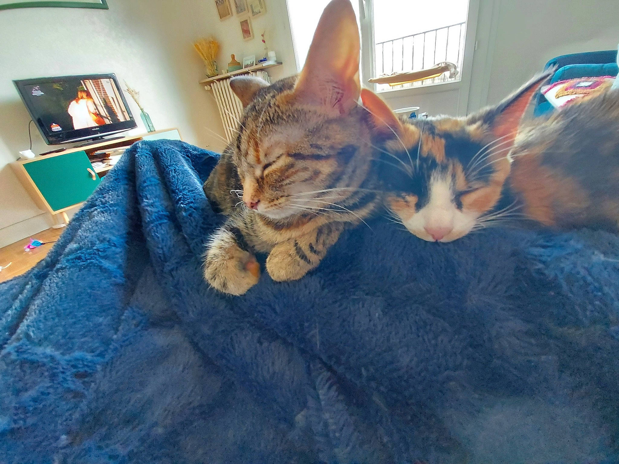 Molly participe au concours pour gagner de l'argent avec cette photo : carnivore, cat, comfort, couch, electric_blue, fawn, felidae, fur, human_leg, lap, leg, linens, picture_frame, plant, small_to_medium_sized_cats, snout, tail, textile, tree, whiskers