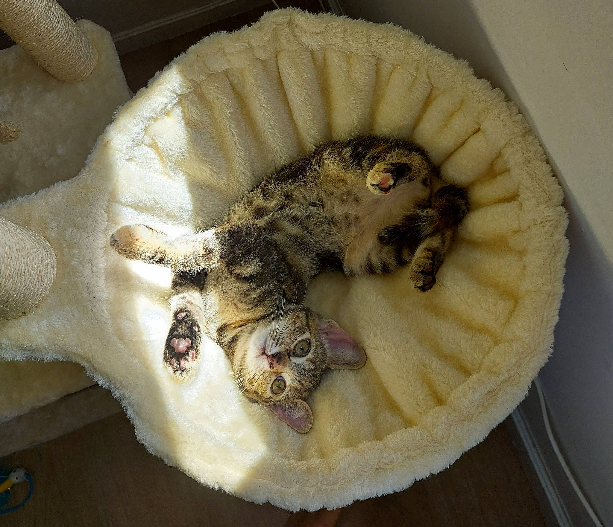 Molly a rejoint le concours — aidez-le/la à gagner de superbes lots ! annona, carnivore, cat, cat_bed, cat_supply, comfort, domestic_short_haired_cat, fawn, felidae, fur, paw, small_to_medium_sized_cats, tail, terrestrial_animal, whiskers