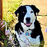 Maggie is registered to the contest to win money with this photo: animal, black_and_white, canine, collar, dog, flowers, friendly, fur, grass, happy, nature, outdoor, path, pet, plant, sitting, summer, sunlight, tag, tongue_out