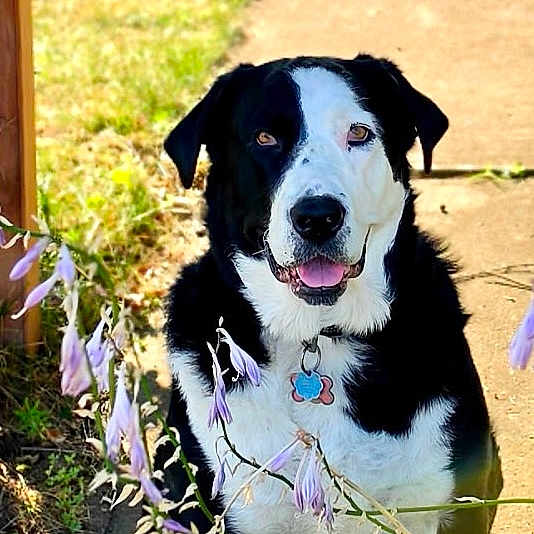Maggie