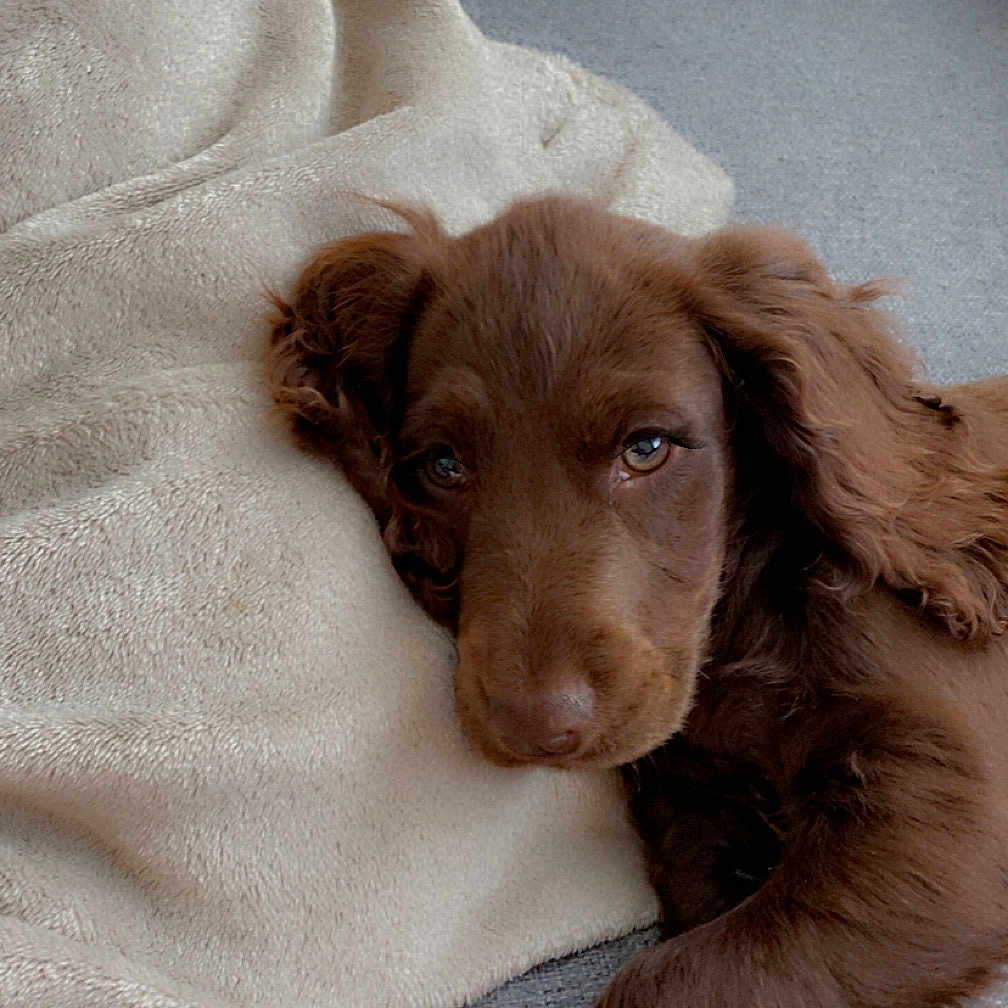 Minnie joined the competition — help win amazing prizes! animal, blanket, canine, cockerspaniel, couch, dog, furniture, goldenretriever, homedecor, hound, labradorretriever, linen, person, pet, pointer, poodle, puppy, sleeping, terrier, towel