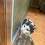 cat, black_and_white, water_bowl, wooden_floor, pink_ball, toy, curious, indoor, pet, animal, whiskers, ears, flooring, reflection, door_frame, looking_up, domestic_cat, feline, playful, household