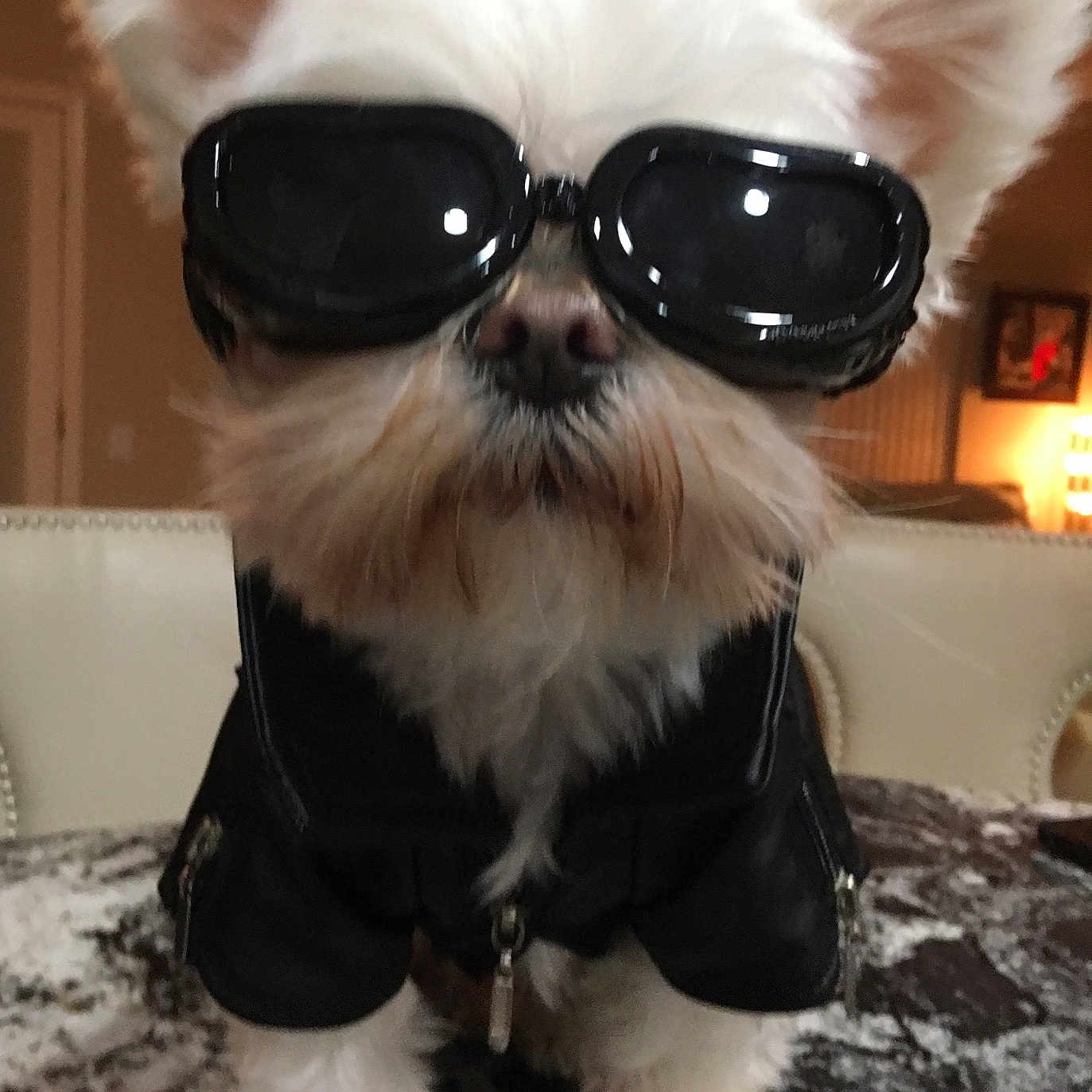 Dean Martin joined the competition — help win amazing prizes! accessory, animal, black_jacket, closeup, costume, cute, dog, ears, fur, furniture, goggles, household, indoor, legs, nose, pet, portrait, small_dog, table, white_dog