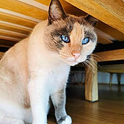 Lou participe au concours pour gagner de l'argent avec cette photo : cat, blue_eyes, wooden_floor, furniture, indoor, pet, animal, curious, whiskers, paws, close_up, domestic_cat, mammal, fur, looking, sitting, home, cute, tabby, soft_light