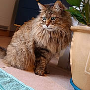 Hayden a rejoint le concours — aidez-le/la à gagner de superbes lots ! cat, fluffy, green_eyes, plant_pot, indoor, floor, tiled_floor, towel, brown, striped, pet, animal, domestic, sitting, feline, whiskers, ears, tail, curious, houseplant