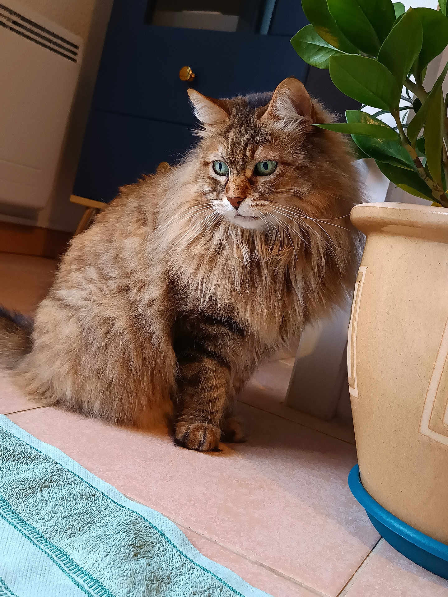 Hayden a rejoint le concours — aidez-le/la à gagner de superbes lots ! cat, fluffy, green_eyes, plant_pot, indoor, floor, tiled_floor, towel, brown, striped, pet, animal, domestic, sitting, feline, whiskers, ears, tail, curious, houseplant