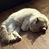 Balou participe au concours pour gagner de l'argent avec cette photo : cat, white_cat, sleeping, sleepy, curled_up, fluffy, fur, whiskers, paws, tail, indoor, wooden_floor, sunlight, shadow, cozy, relaxed, pet, animal, nap, portrait