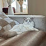 cat, fluffy_cat, white_cat, blue_eyes, long_hair, pet, animal, sitting, lounging, sofa, couch, blanket, living_room, indoors, window, curtains, flowers, vase, cozy, portrait
