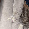 cat, kitten, white_cat, sleeping, upside_down, couch, sofa, cushions, blanket, indoor, home, pet, relaxed, funny, cozy, furniture, closeup, flash_photography, textile, animal
