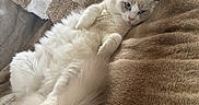 Balou participe au concours pour gagner de l'argent avec cette photo : cat, fluffy, cream_colored, blue_eyes, long_hair, pet, animal, lying_down, upside_down, relaxed, cozy, blanket, couch, pillow, indoors, home, portrait, whiskers, paws, cute