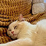 Balou a rejoint le concours — aidez-le/la à gagner de superbes lots ! cat, white_cat, sleeping, fluffy, fur, pet, indoors, blanket, couch, cozy, relaxed, resting, stretched_out, pink_nose, whiskers, closed_eyes, animal, cute, portrait, home_decor
